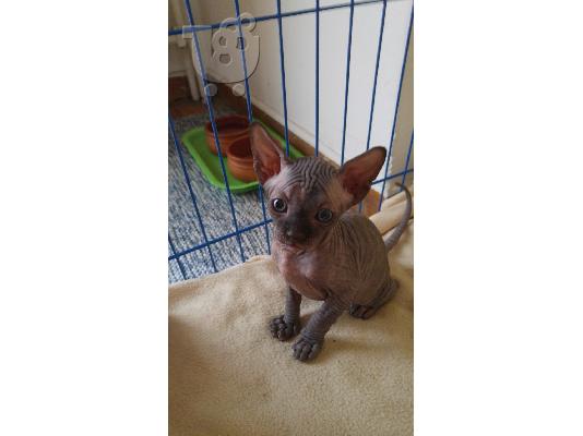 γατακια σφινξ (sphynx)
