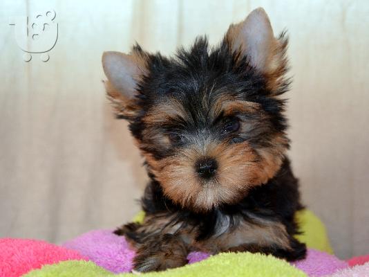 Yorkshire Terrier με PEDIGREE