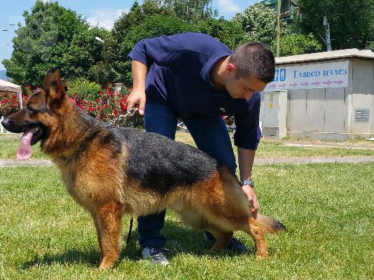 German Shepherd καθαροαιμα κουταβακια Κ-9 αθηνα θεσσαλονικη αθηνα 6940048695...