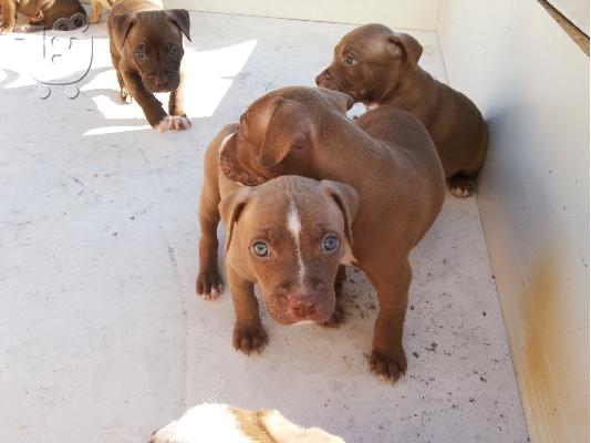 PoulaTo: American Pitbull red nose