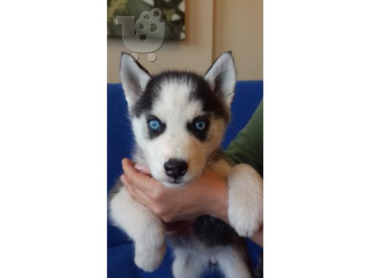 Siberian Husky Original Colour for sale!