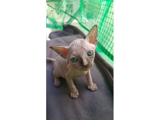 PoulaTo: γατακια σφινξ (sphynx)