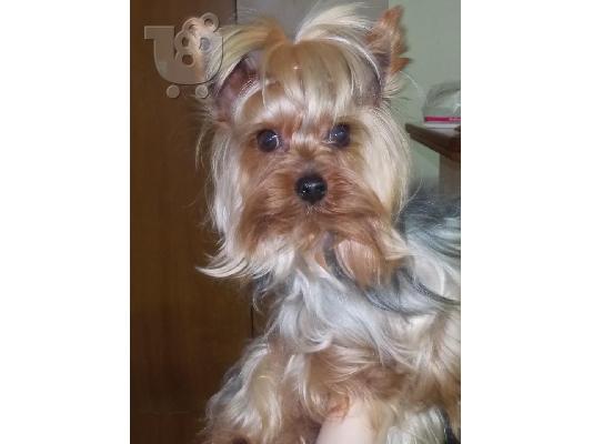 super mini yorkshire terrier