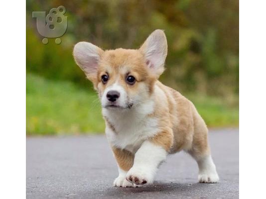 PoulaTo: Welsh Corgi κουτάβια