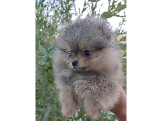 PoulaTo: Pomeranian Boo κουτάβια