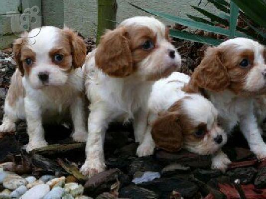 kavaler king charles spaniel