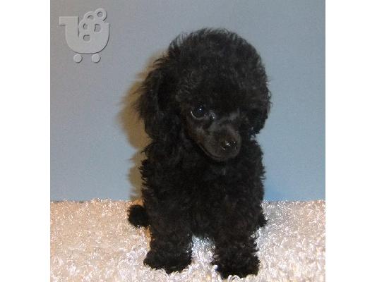 PoulaTo: Caniche mini - Κανίς μίνι