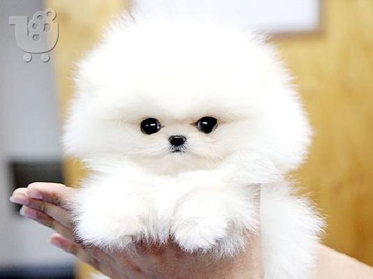 Σούπερ μίνι κουτάβια Pomeranian