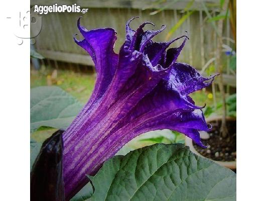 50 Σποροι Μωβ Datura