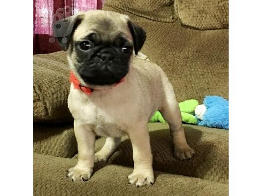 PoulaTo: Πολύ γλυκά γοητευτικά κουτάβια Pug