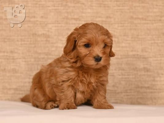 Havanese Bichon κουτάβια προς πώληση