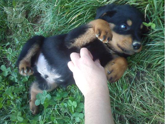 PoulaTo: Καθαροαιμα κουταβια rottweiler