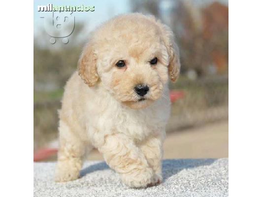 PoulaTo: Ετοιμοπαράδοτα Καθαρόαιμα Caniche