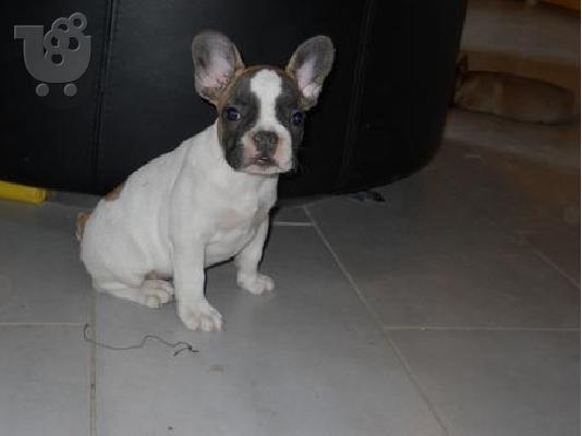 ΓΑΛΛΙΚΑ ΜΠΟΥΛΝΤΟΚ με pedigree