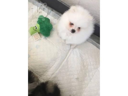 όμορφα Pomeranian Puppies προς πώληση