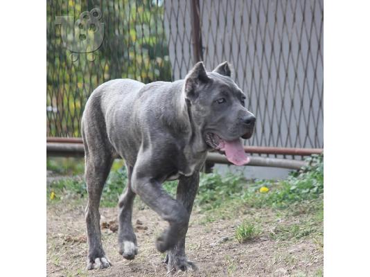 Cane Corso προς πώληση