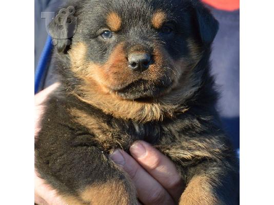 Πωλούνται κουτάβια Rottweiler