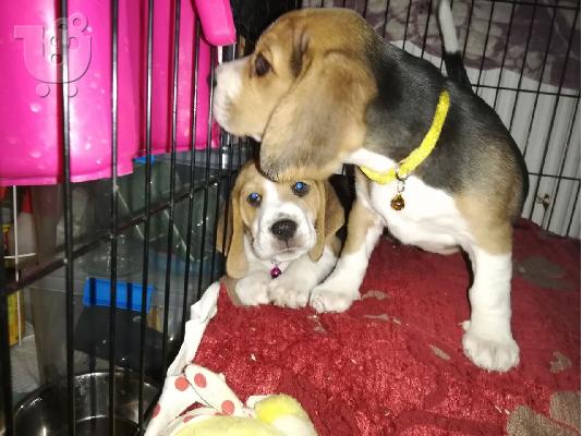 PoulaTo: Gorgeous Kc εγγεγραμμένα Beagle Pups