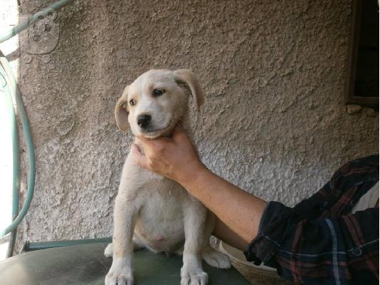 Κουταβακι λευκο 3μηνων χαριζεται