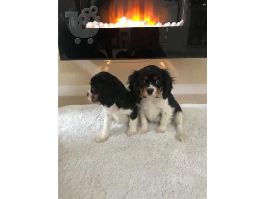 Βασιλιάς Charles Cavalier Pups