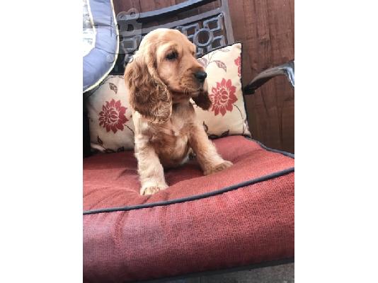 PoulaTo: COCKER SPANIEL
