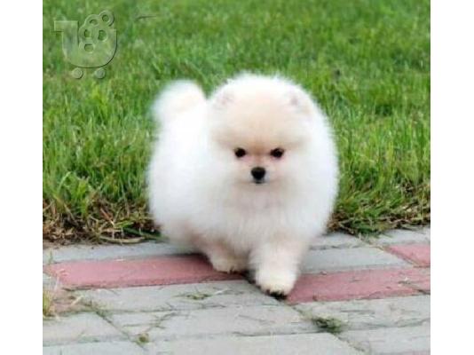 PoulaTo: Καλά εκπαιδευμένο Pomeranian