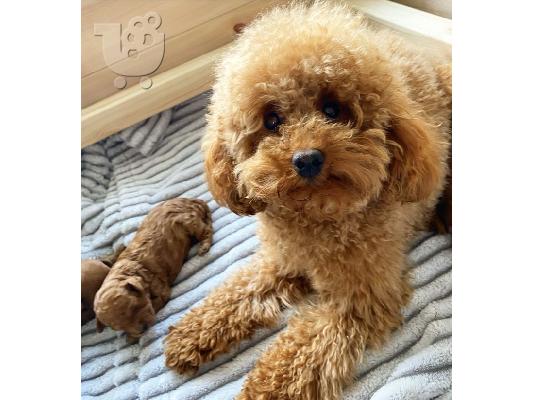 Παιχνίδι Poodle