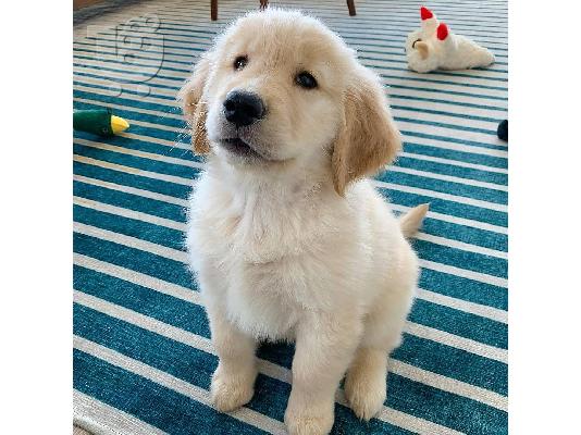 Πωλούνται κουτάβια Golden Retriever