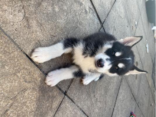 Το κουτάβι Beatifull SIBERAN HUSKY διατίθεται για το νέο του σπίτι...