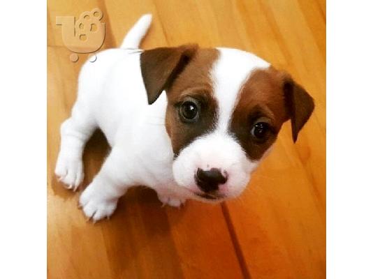 PoulaTo: Χαριτωμένα κουτάβια Jack Russell Terrier