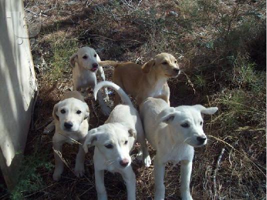 Λευκα κουταβακια χαριζονται