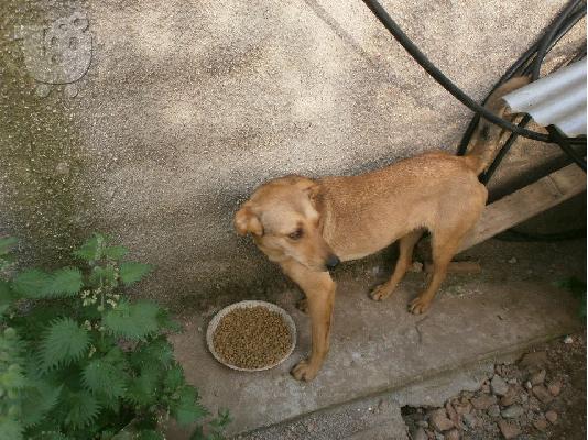 PoulaTo: Σκυλιτσα χαριζεται