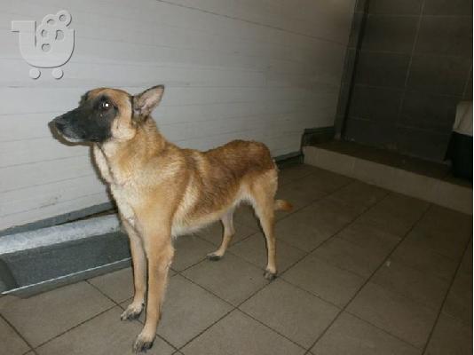 Καλαζαρικο Μαλινουα