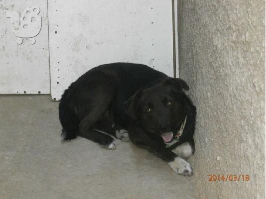 PoulaTo: Σκυλακι χαριζεται