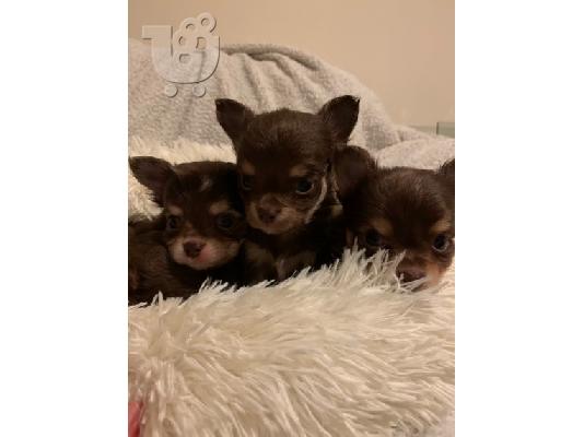  Kc chihuahua έτοιμο