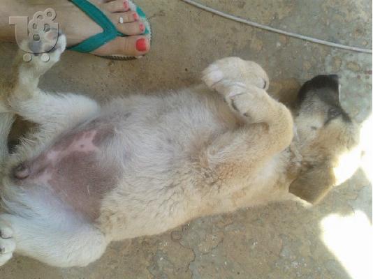 Η μικρη Πατουσα ψαχνει σπιτακι