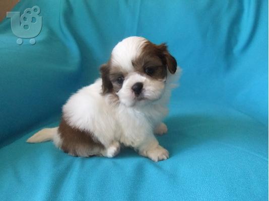 PoulaTo: shih tzu κουτάβια