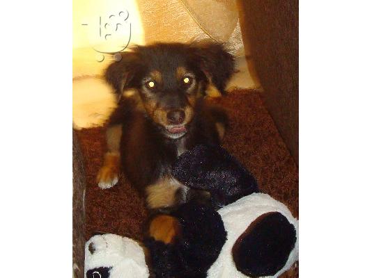 Κουταβακι χαριζεται