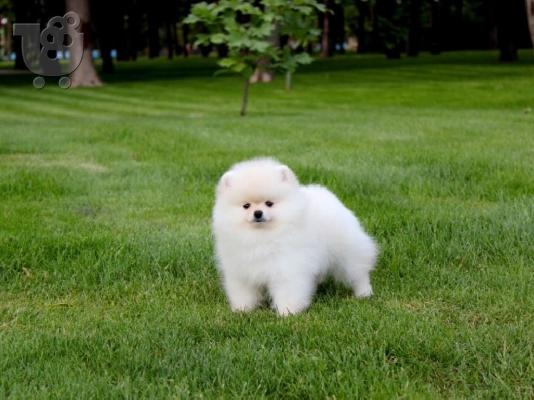 Γεια σας, εδώ έχουμε 2 πανέμορφα κουτάβια Pomeranian