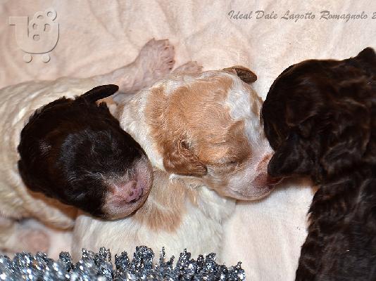 Lagotto Romagnolo κουτάβια