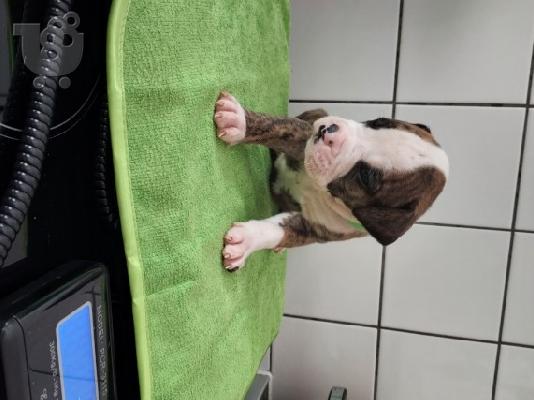 PoulaTo: Πωλούνται κουτάβια Pitbull