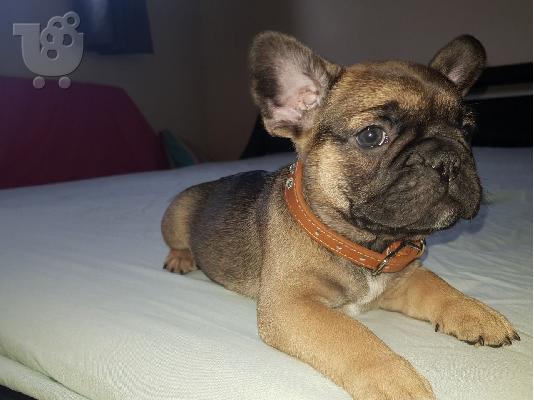  Francuski buldog dostupan za prodaju kontaktirajte me preko (whatsapp 32460219218) ili (v...