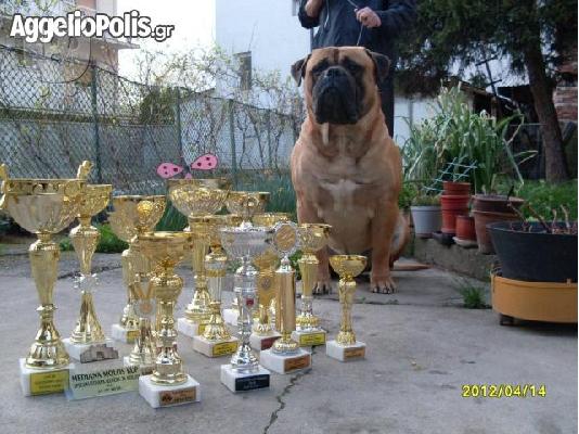 bullmastiff αναγκελια γεννας!