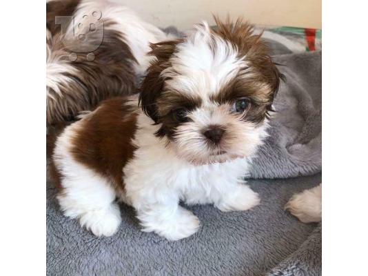 αγαπώντας Shih tzu έτοιμο για υιοθέτηση.