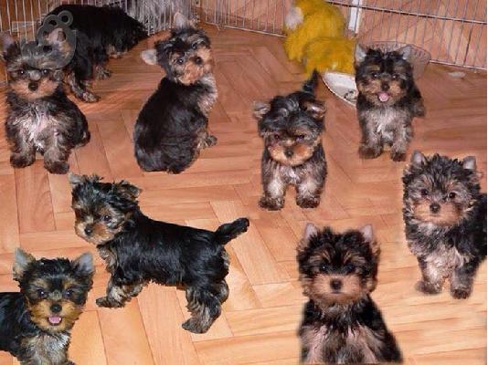 Yorkshire Terrier Καθαροαιμα κουτάβια ευκαιρία 6988190151 ΑΘΗΝΑ...