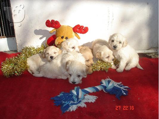 Μαλτεζ κανιs,35 ημερων,λευκα η ζαχαρι.