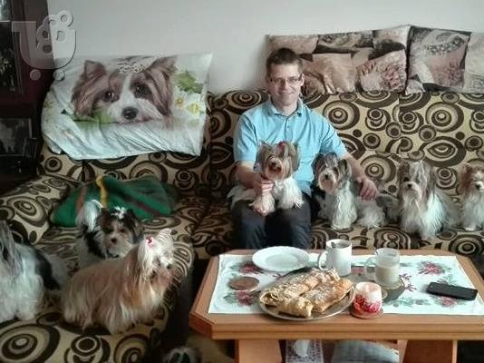 PoulaTo: Χαριτωμένο καθαρόαιμο κουτάβι biewer yorkshire terrier