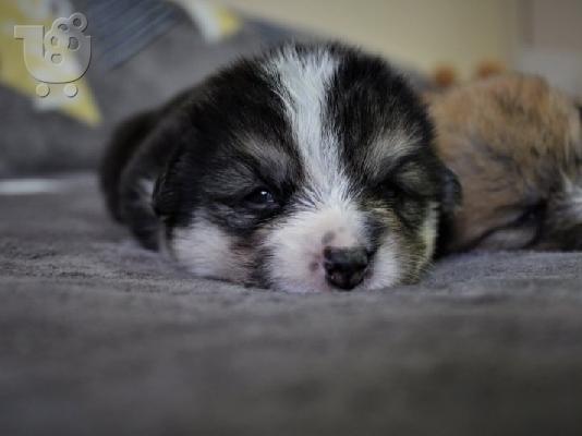 Ουαλικό corgi pembroke κουτάβια