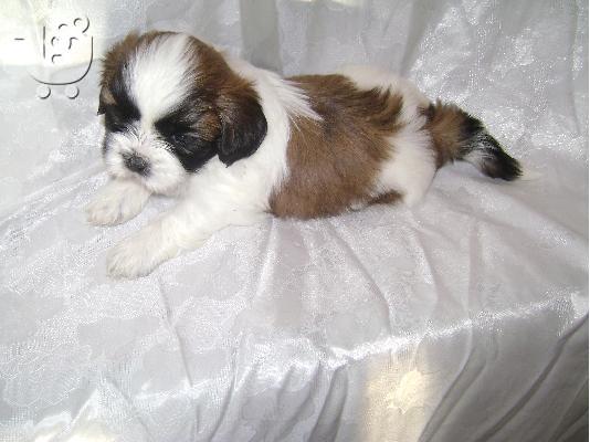 PoulaTo: ΣΙΧ ΤΖΟΥ