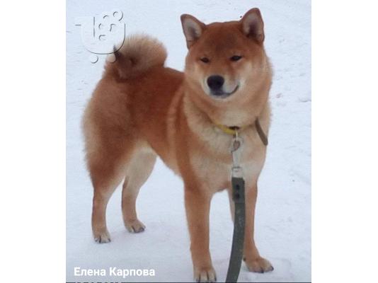 Κουτάβια Shiba inu